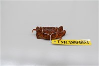 藏品(角額仿相手蟹)的圖片